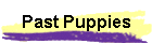 Past Puppies